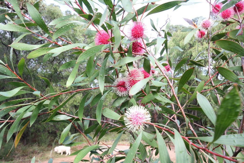 Margaret River مبيت وإفطار مارجريت ريفر المظهر الخارجي الصورة