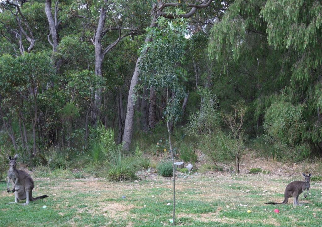 Margaret River مبيت وإفطار مارجريت ريفر المظهر الخارجي الصورة